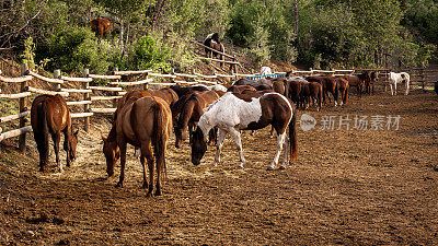 Cowboy Dude Ranch Horse Fence Pasture